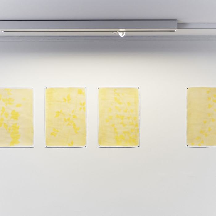 Caterina Giansiracusa, Learning How to Disappear - Part 1 (Apprendre à disparaître - Partie 1) Istantenea #1 Vite Americana / Istantenea #2 Rovo / Istantenea #3 Edera / Istantenea #4 Edera, 2021
Photo: Romain Iannone / EDHEA