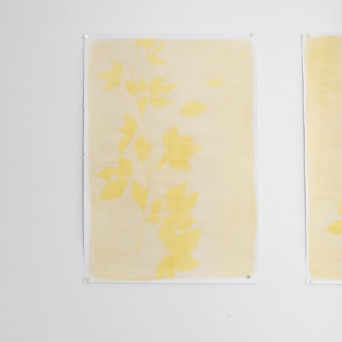 Caterina Giansiracusa, Learning How to Disappear - Part 1 (Apprendre à disparaître - Partie 1) Istantenea #1 Vite Americana / Istantenea #2 Rovo / Istantenea #3 Edera / Istantenea #4 Edera, 2021
Photo: Romain Iannone / EDHEA